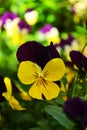 Yellow pansy or viola tricolor, symbolizes the humility and remembrances.